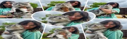 Maine Coon cats for sale: 🤩MAINE COON pedigree/genetic testing 🤩 - Advert 2