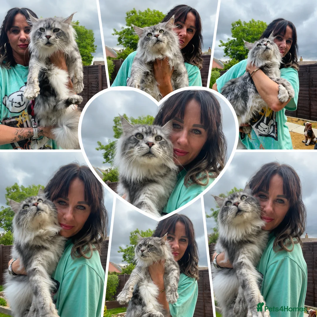 Maine Coon cats for sale: 🤩MAINE COON pedigree/genetic testing 🤩 - Advert 2