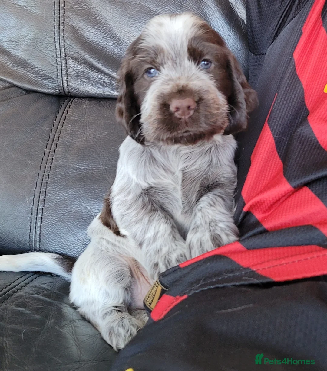 Cocker Spaniel dogs for stud: KC REG SHOW COCKER SPANIEL STUD in Gosport - Advert 12