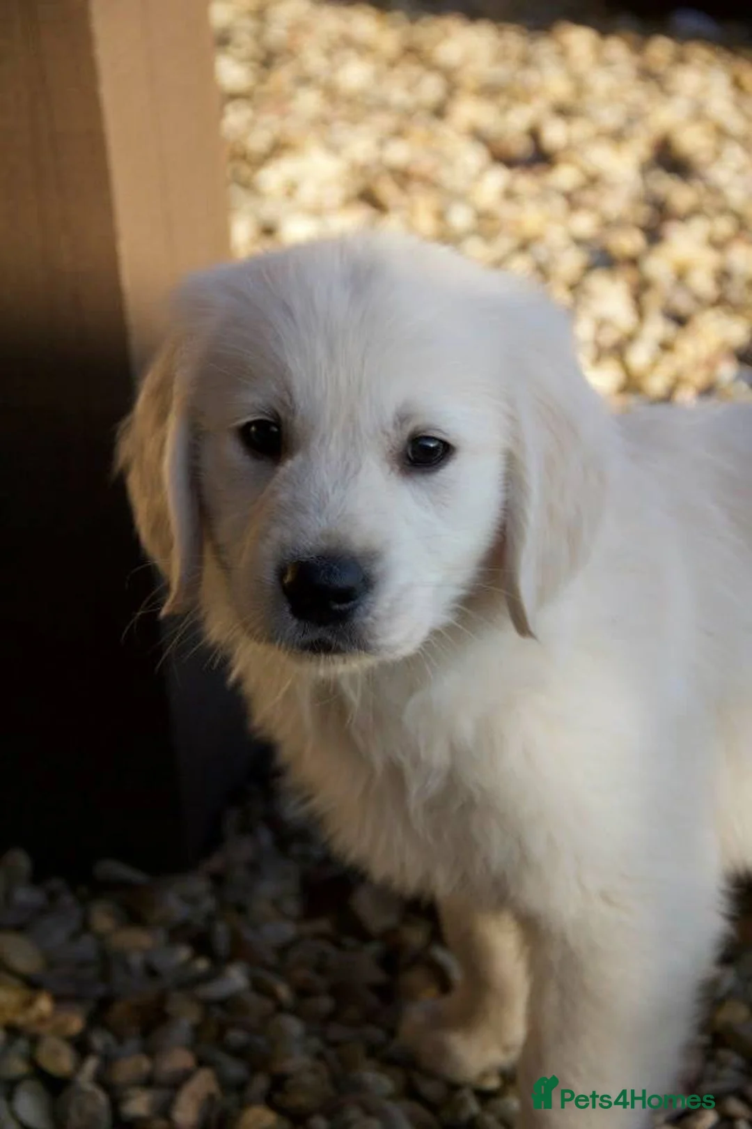 Golden Retriever dogs for stud: KC Golden Retriever Stud-AI Only-Proven Bloodlines - Advert 4