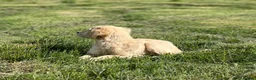 Golden Retriever dogs for sale: Pedigree Golden Retriever Cream Female - Advert 7