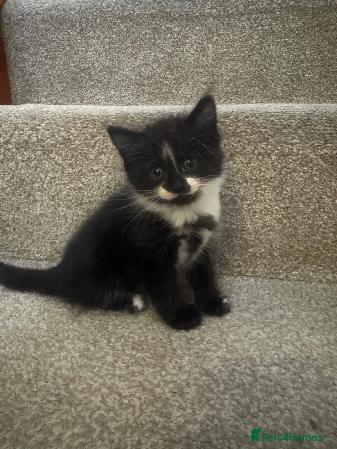 Mixed Breed cats for sale: 3 nice kittens for sale - Advert 2