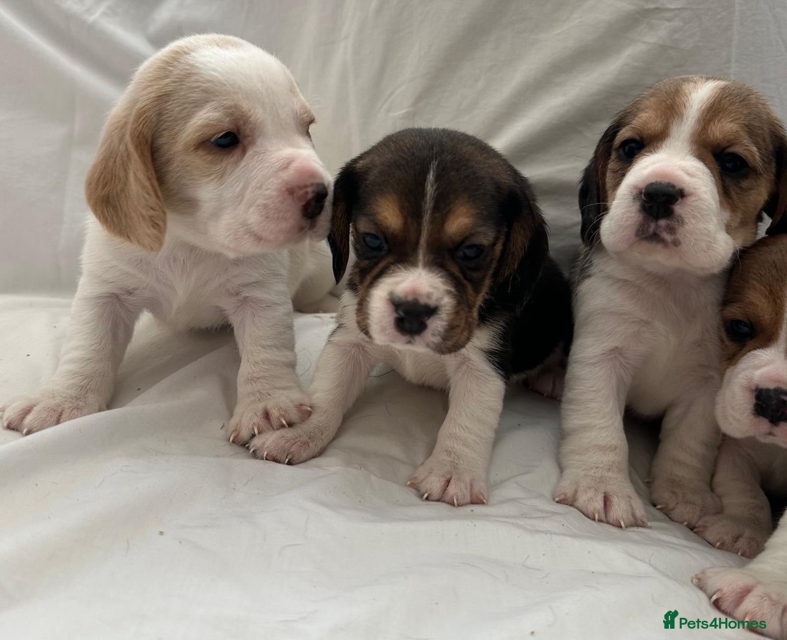 Beagle dogs Kc reg Charterwood /Davicard  Show winning    - Advert 1