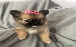 Pomchi dogs for sale: 2 girl Pomchi’s  - Image 1
