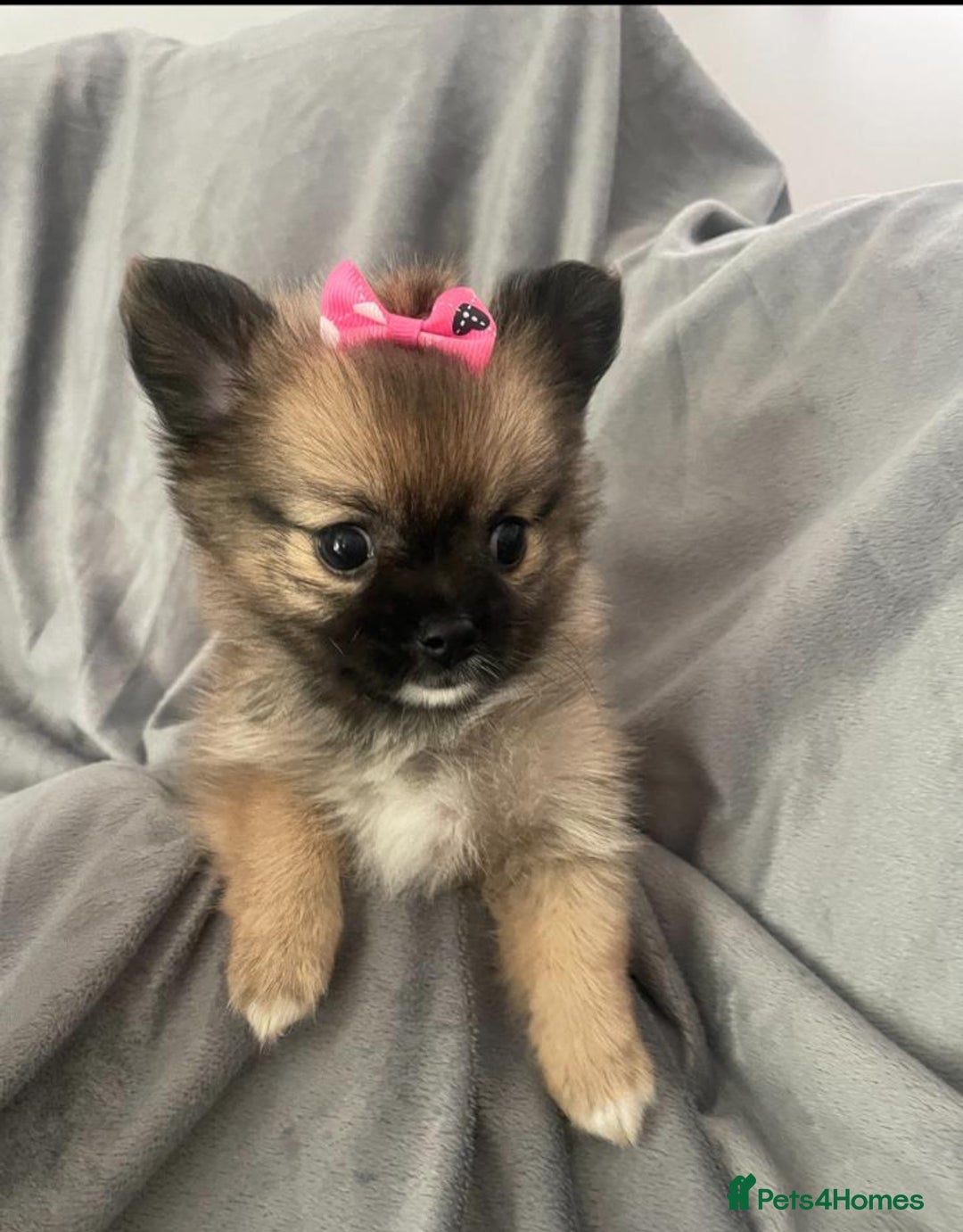 Pomchi dogs for sale: 2 girl Pomchi’s  - Image 1