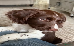 English Springer Spaniel dogs for sale: Springer Spaniels - Image 3