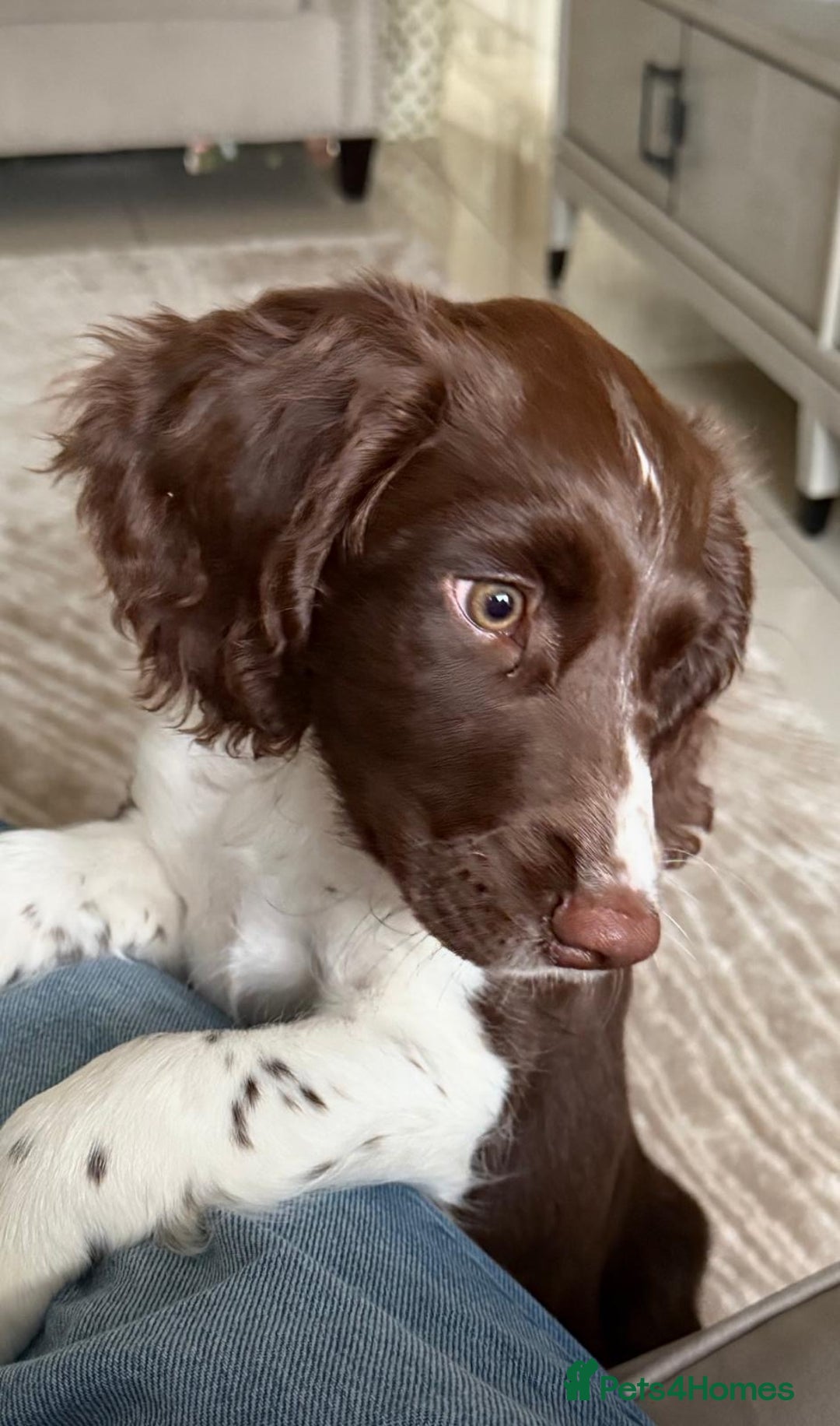 English Springer Spaniel dogs for sale: Springer Spaniels - Image 3