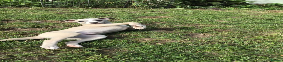 Whippet Puppy 1