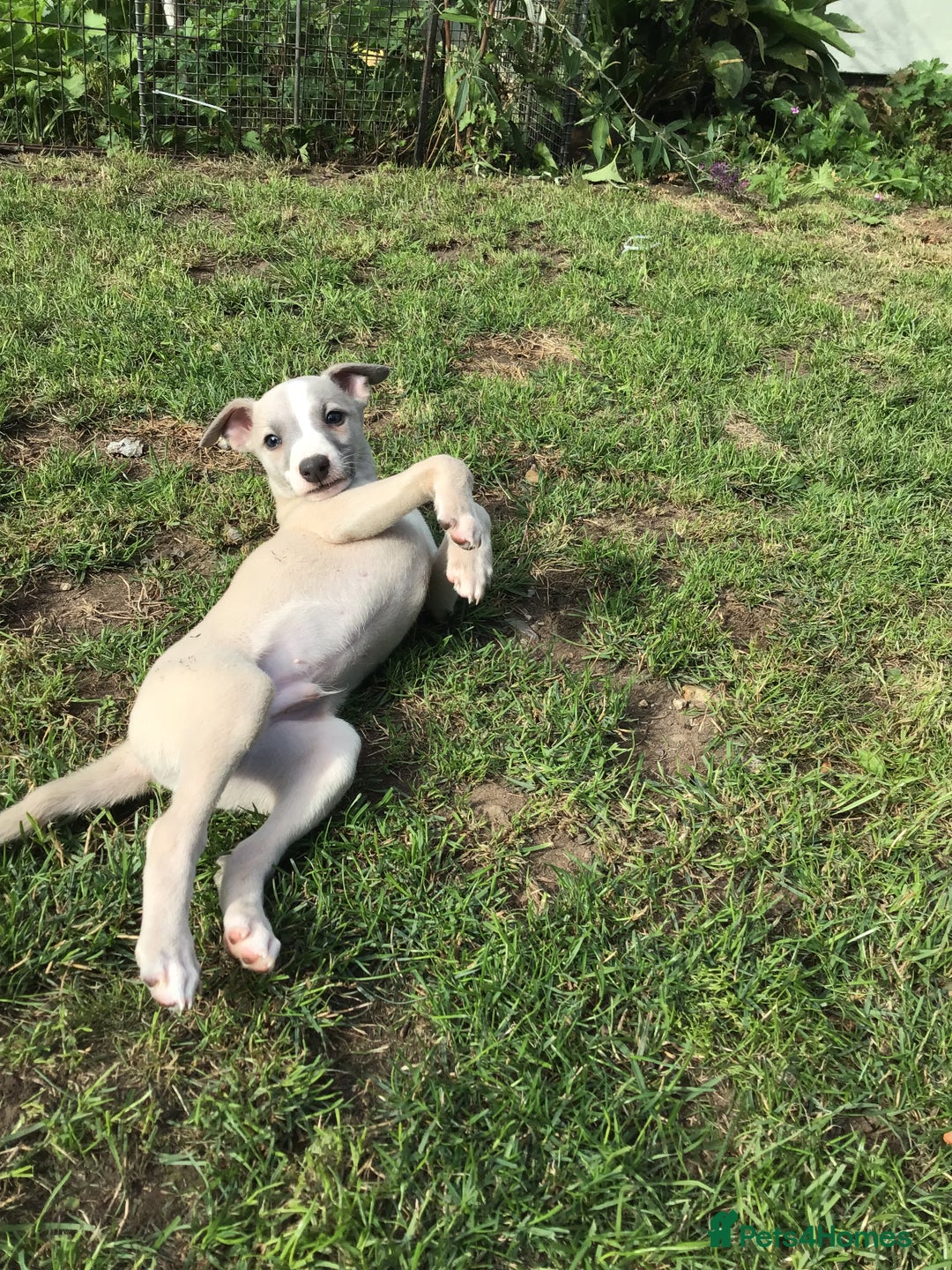 Whippet dogs for sale: Male whippet pups available  - Image 6