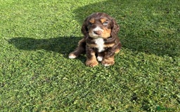 Cocker Spaniel dogs for sale: Stunning KC Show Type Cocker Spaniels - Image 4