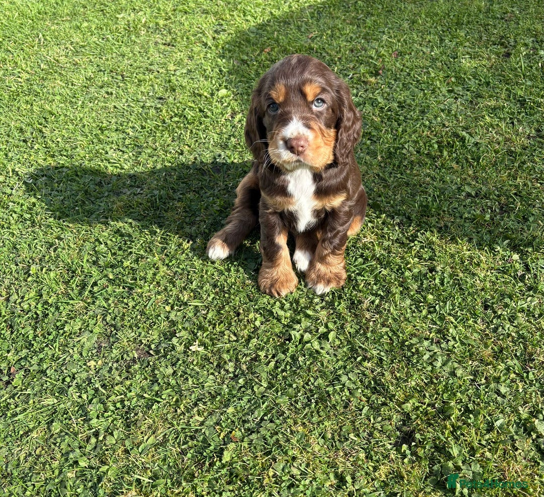 Cocker Spaniel dogs for sale: Stunning KC Show Type Cocker Spaniels - Image 4
