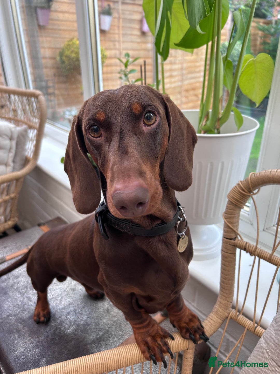 Dachshund dogs for stud: Chocolate and tan standard smooth haired dachshund - Image 3