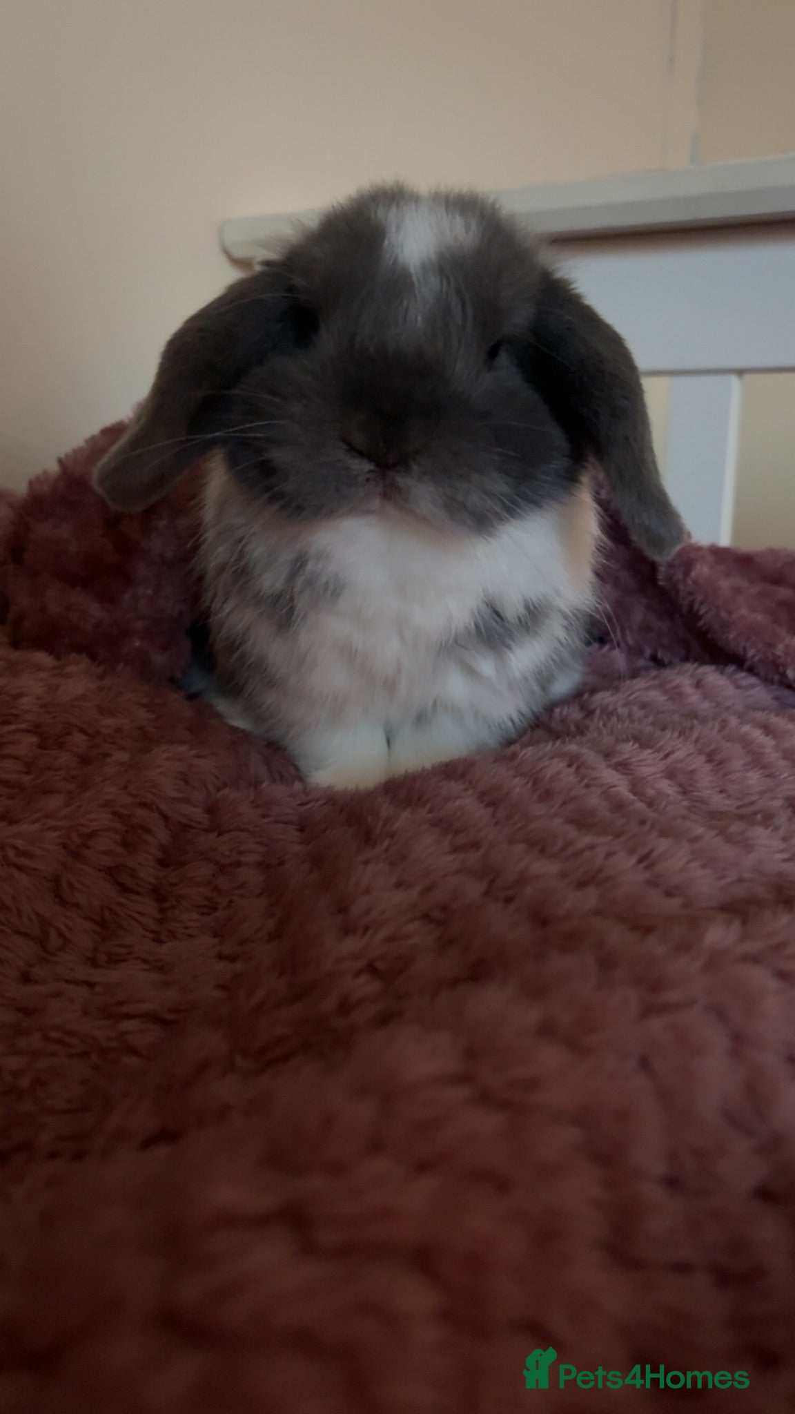 Mini Lop rabbits Mini lop buck - Advert 5