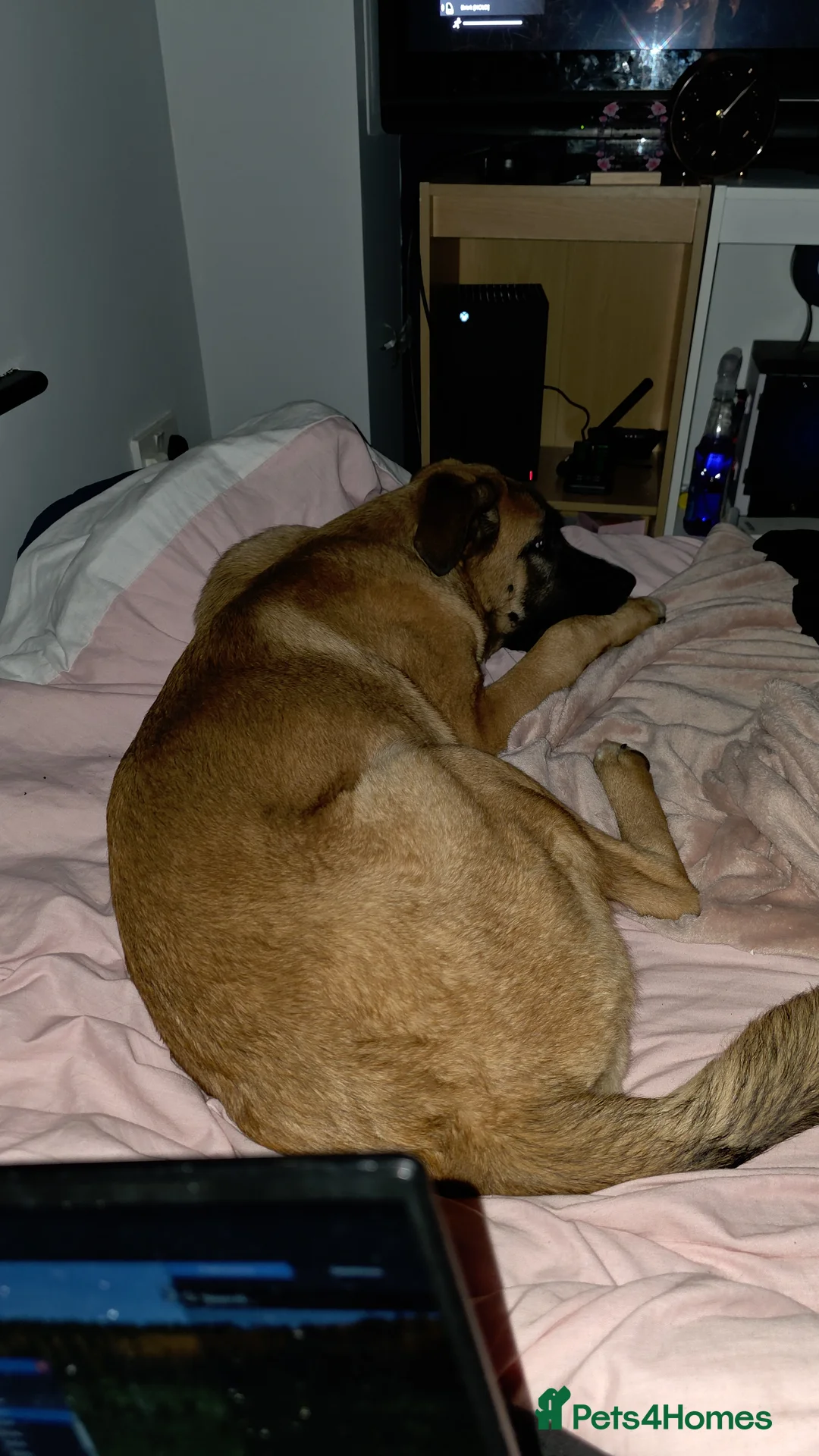 Mixed Breed dogs for sale: Sweetest companion ever! - Advert 2