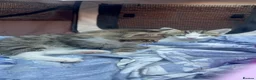 Domestic Shorthair cats for sale: 8‑Week Domestic Shorthair Kittens,Mum Can Be Seen  - Advert 11