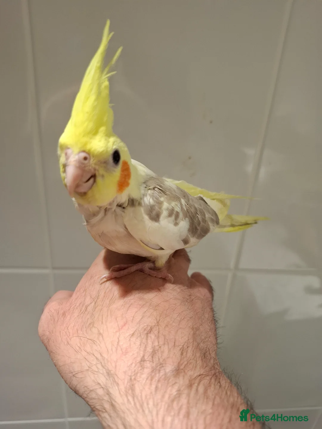 Cockatiels birds for sale: Hand Reared Cockatiel - Advert 6