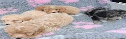 Cockapoo dogs for sale: Beautiful cockerpoos for sale - Advert 3
