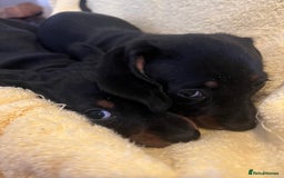 Dachshund dogs for sale: Beautiful dachshunds puppies  - Image 9