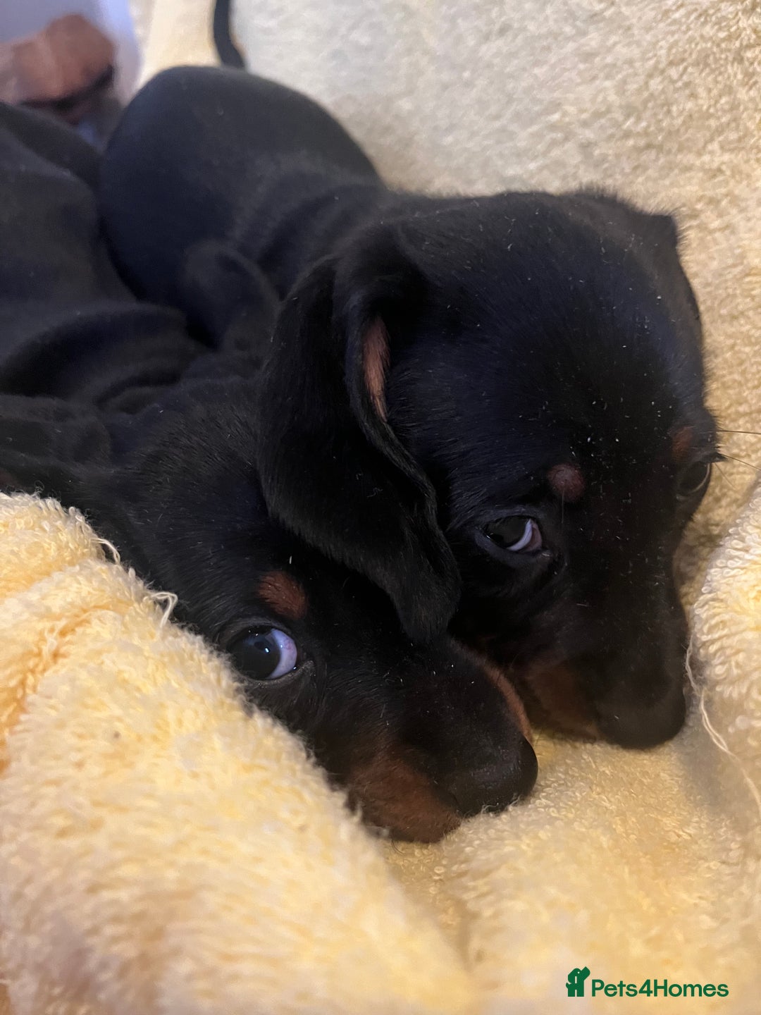 Dachshund dogs for sale: Beautiful dachshunds puppies  - Image 9