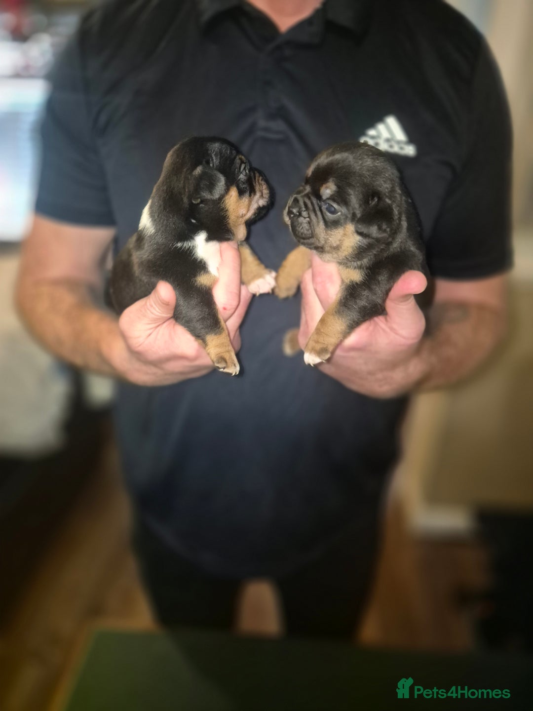Mixed Breed dogs for sale: French bulldog x jack russell - Advert 12