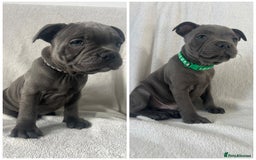 Staffordshire Bull Terrier dogs for sale: 🐾READY TO LEAVE NOW 🐾TOP BLOODLINES BLUE STAFFS - Image 1