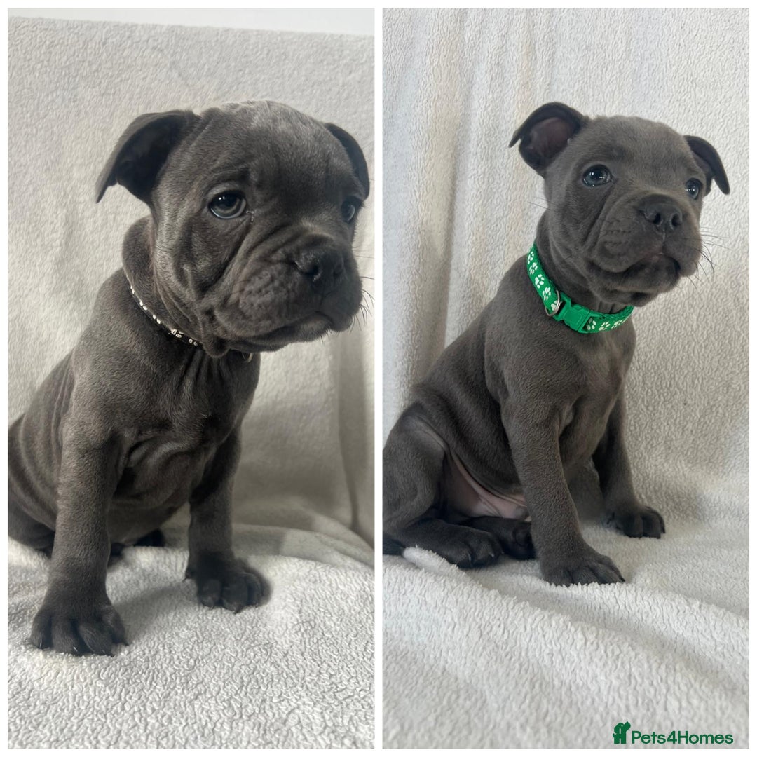 Staffordshire Bull Terrier dogs for sale: 🐾READY TO LEAVE NOW 🐾TOP BLOODLINES BLUE STAFFS - Image 1