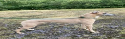 Mixed Breed dogs for sale: Working Bedlington terrier x whippet pups - Advert 9
