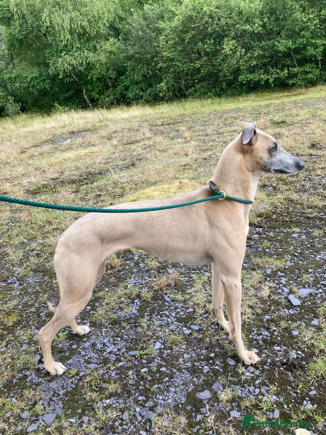 Mixed Breed dogs for sale: Working Bedlington terrier x whippet pups - Advert 9