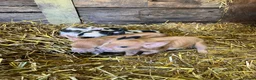 Pig livestock for sale: purebred Kune kune pigs - Advert 8