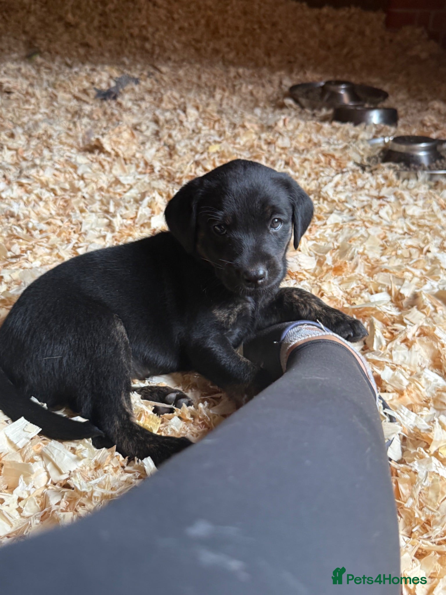 Labrador Retriever dogs Want something different? Black and Tan Labrador  - Advert 1