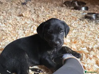 Labrador Retriever dogs Want something different? Black and Tan Labrador - Advert 1