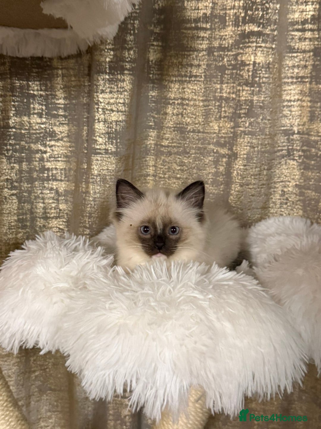 Ragdoll cats for sale: 🤍 Pure Ragdoll Kittens 🤍 - Advert 4
