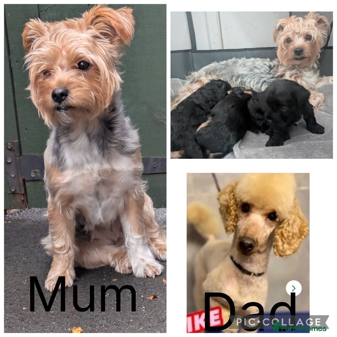 Yorkiepoo dogs for sale: Adorable Yorkiepoo puppies - Advert 6