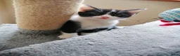 Mixed Breed cats for sale: Kitten - Advert 29