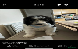 Bernedoodle dogs for sale: F1b St Berdoodle pups expected 15/9 - Image 11