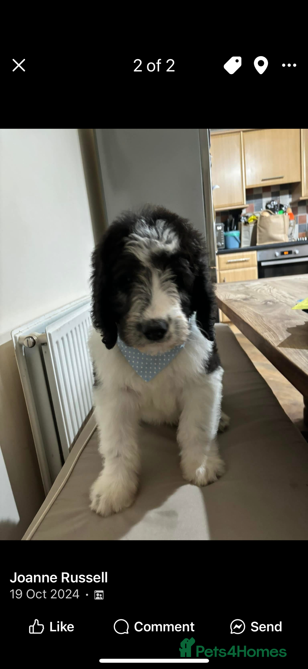 Bernedoodle dogs for sale: F1b St Berdoodle pups expected 15/9 - Image 11
