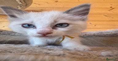 Ragdoll cats - Advert 2