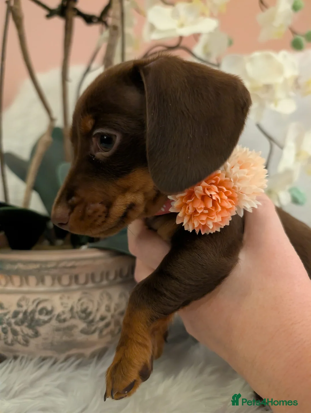 Miniature Dachshund dogs for sale: Miniature Dachshund Ready Now - Advert 25