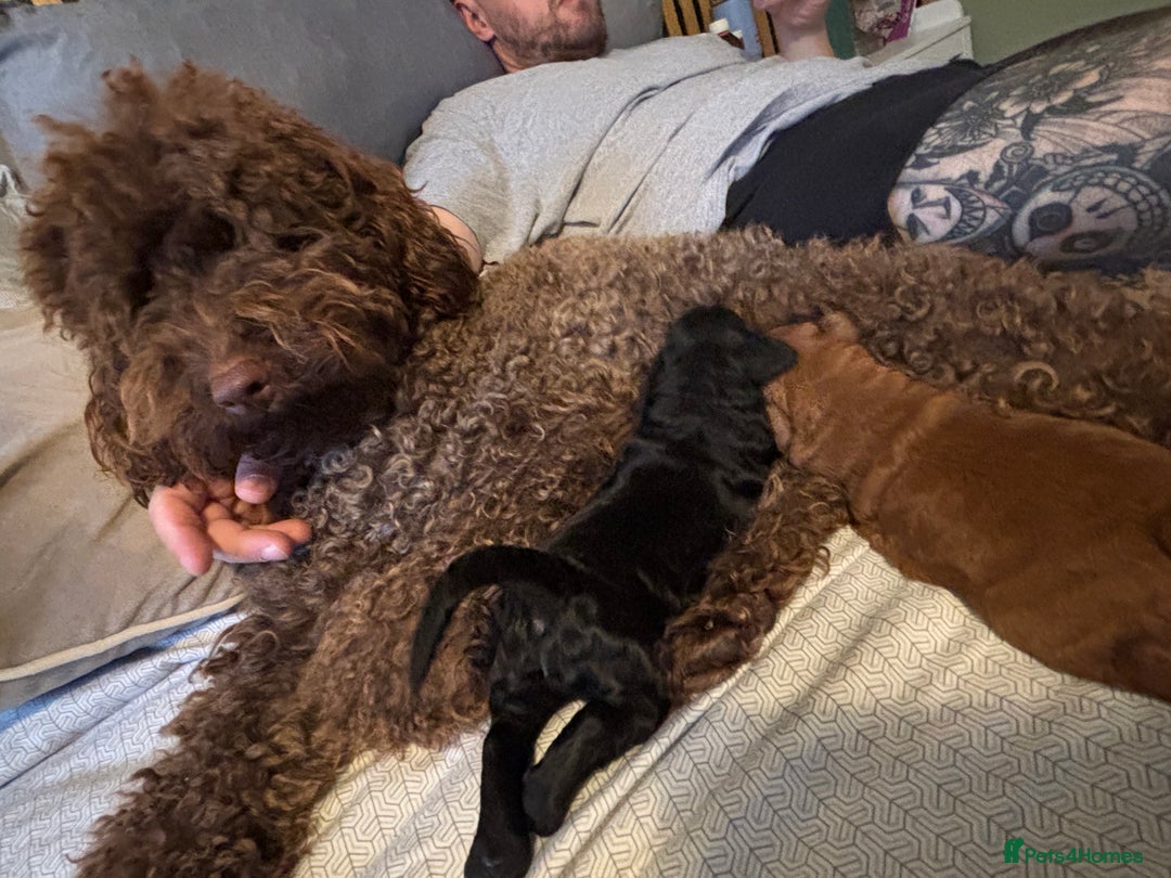Labradoodle dogs for sale: Price reduced ready now Toy mini labradoodle f2bb  - Image 2