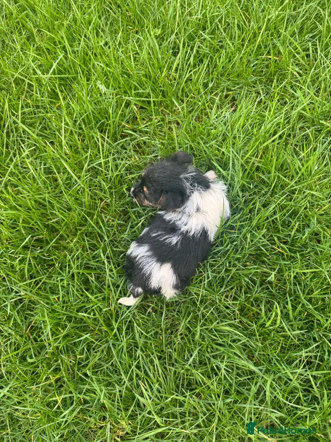 Jack Russell dogs for sale: 3 male tricolour long haired jackrussel puppies  - Advert 8