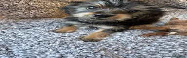 Yorkshire Terrier 4