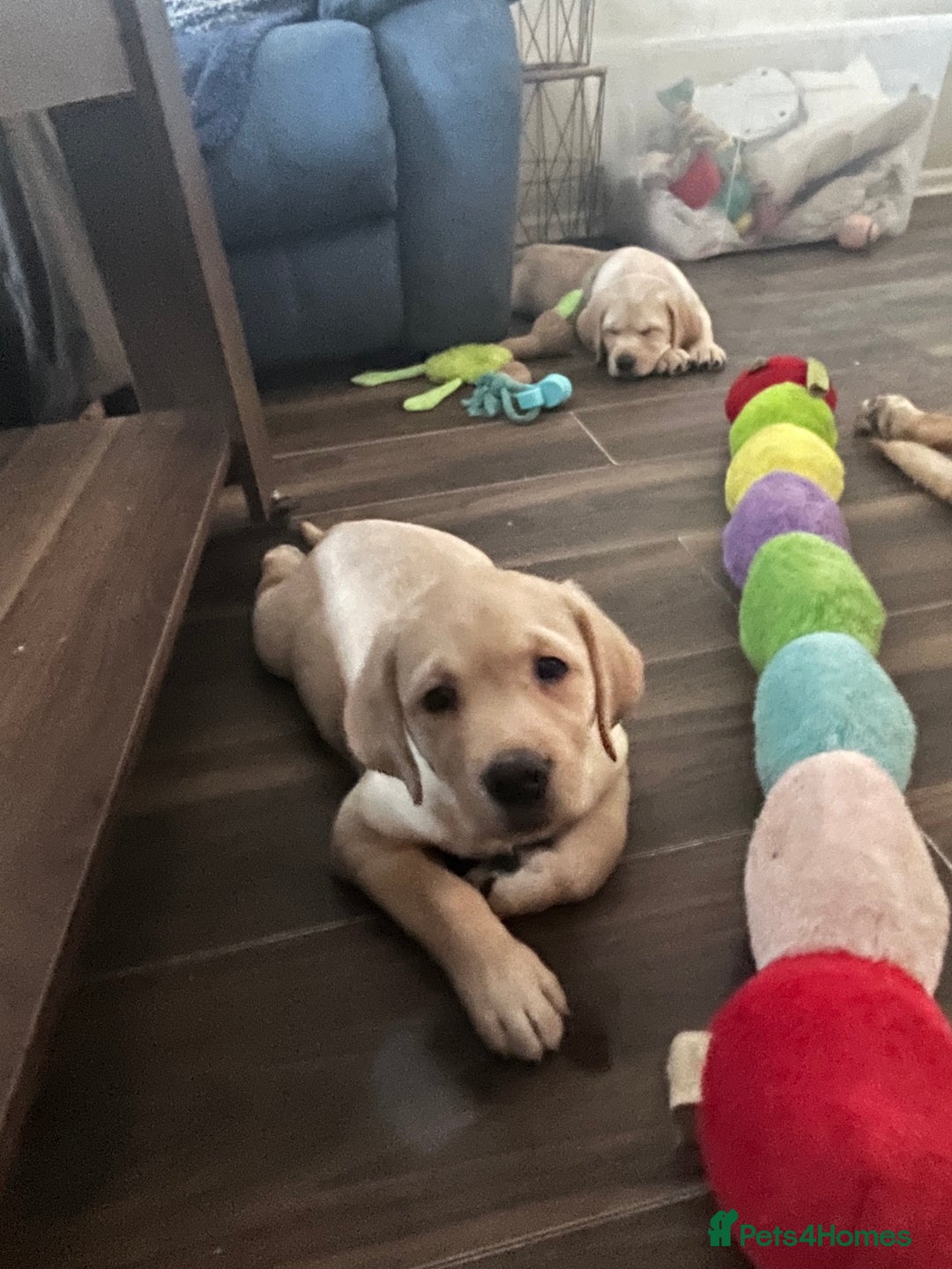 Labrador Retriever dogs for sale: White Champagne Labrador Puppies - Image 2
