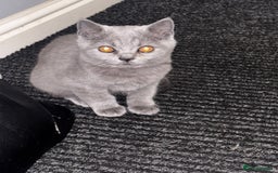 British Shorthair cats for sale: Adorable kittens READY NOW in Wakefield - Image 19