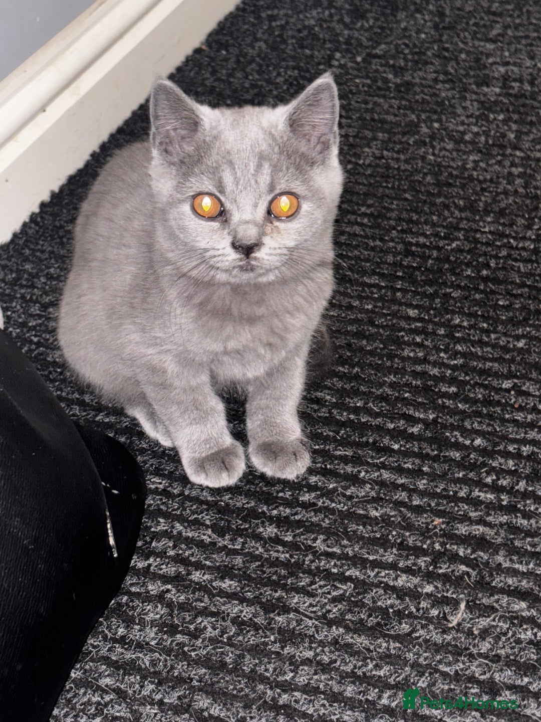 British Shorthair cats for sale: Adorable kittens READY NOW in Wakefield - Image 19