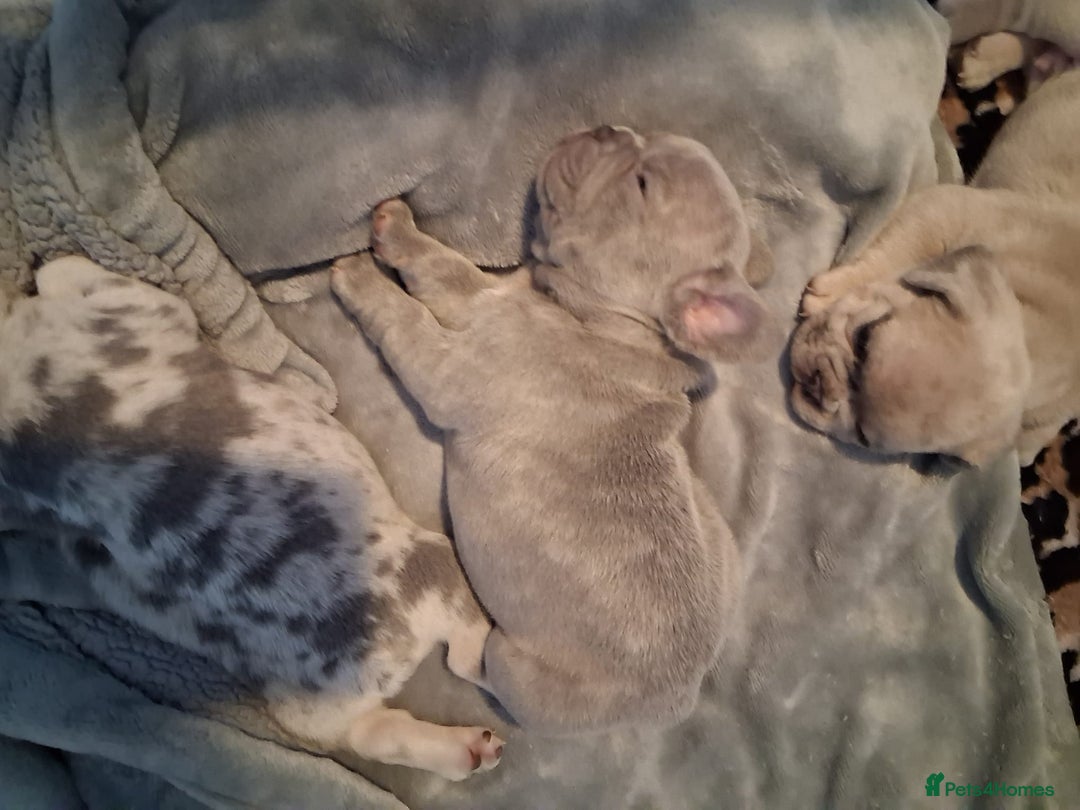 French Bulldog dogs for sale: Ralphie 12 week old French Bulldog - Image 14