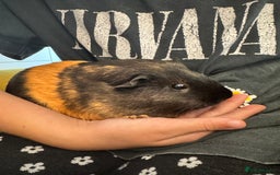 Guinea Pig rodents for sale: Guinea pigs bonded girls  - Image 4