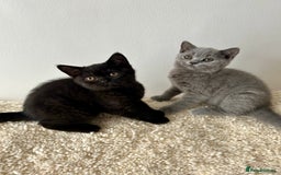 British Shorthair cats for sale: Ready to go pure breed British shorthair kittens - Image 14
