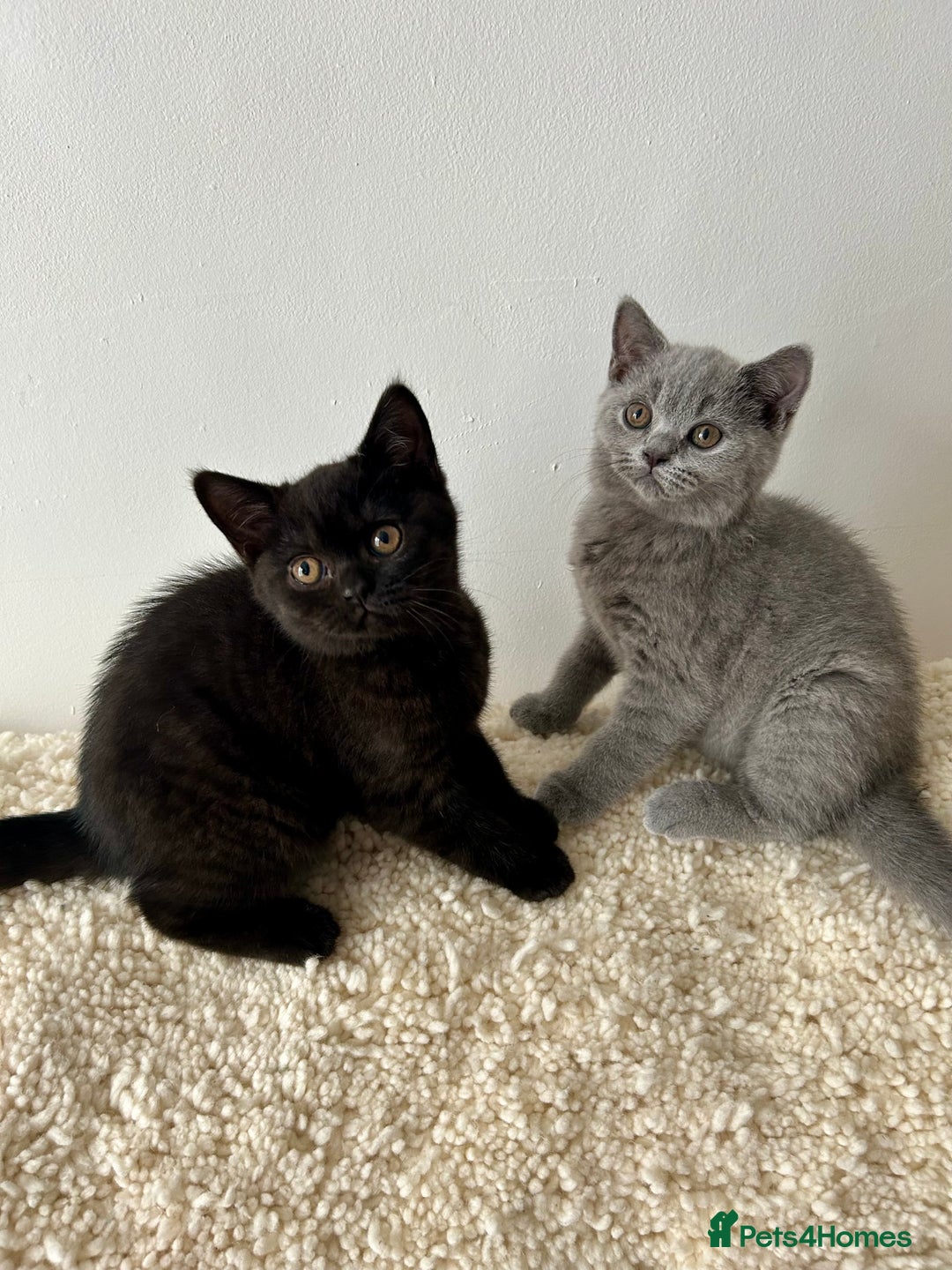 British Shorthair cats for sale: Ready to go pure breed British shorthair kittens - Image 14