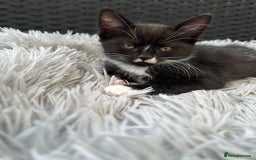 Maine Coon cats for sale: 8 weeks old 4 male 1 female ready to go new homes  - Image 3