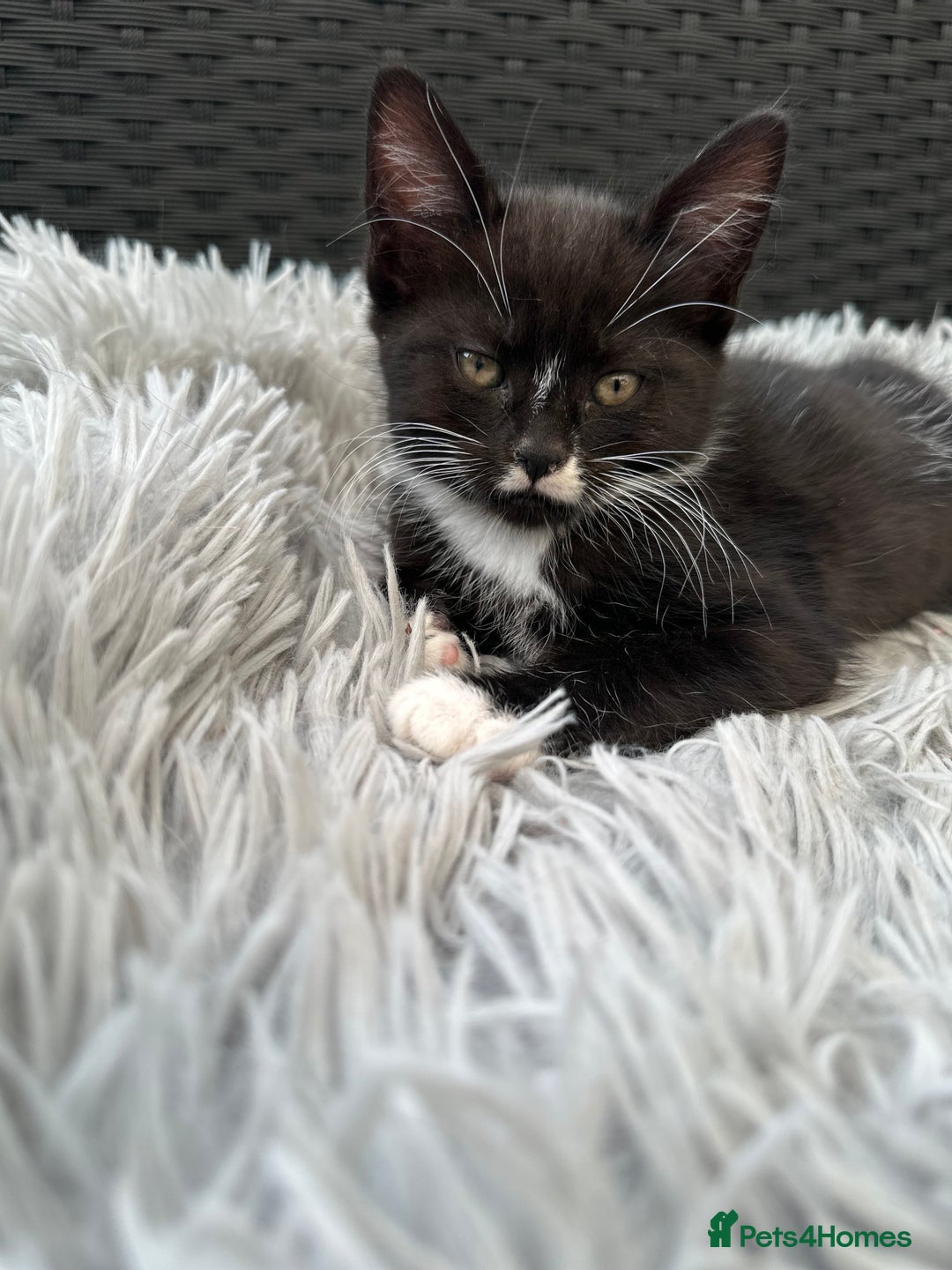 Maine Coon cats for sale: 8 weeks old 4 male 1 female ready to go new homes  - Image 3